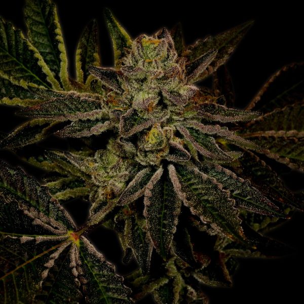 Fruity Pebbles OG strain cola with trichomes. Fan leaves can be seen. Purchase Fruity Pebbles OG strain cannabis seeds online from Premium Cultivars.