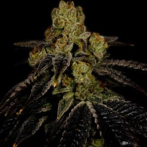 Grape Ape plant cola with dark fan leaves are shown. Trichomes and pistils are present. Purchase Grape Ape strain cannabis seeds online from Premium Cultivars.