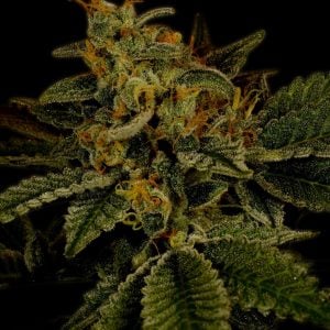 Hindu Kush Autoflower Cannabis Plant