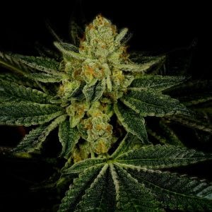 LSD Feminized Cannabis Plant