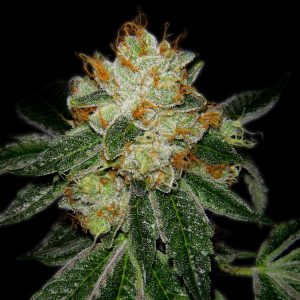 Silver Haze Feminized Cannabis Plant