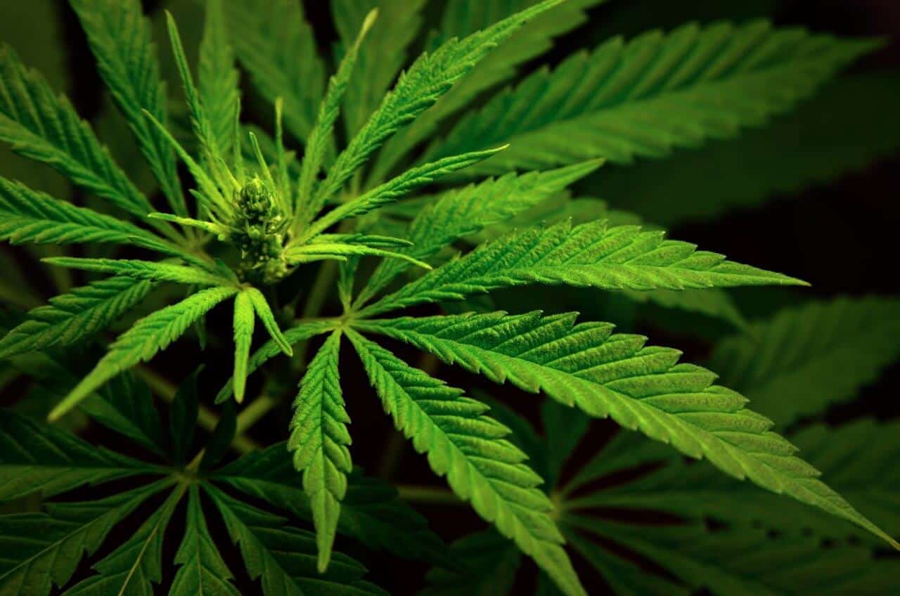 Manganese deficiency cannabis