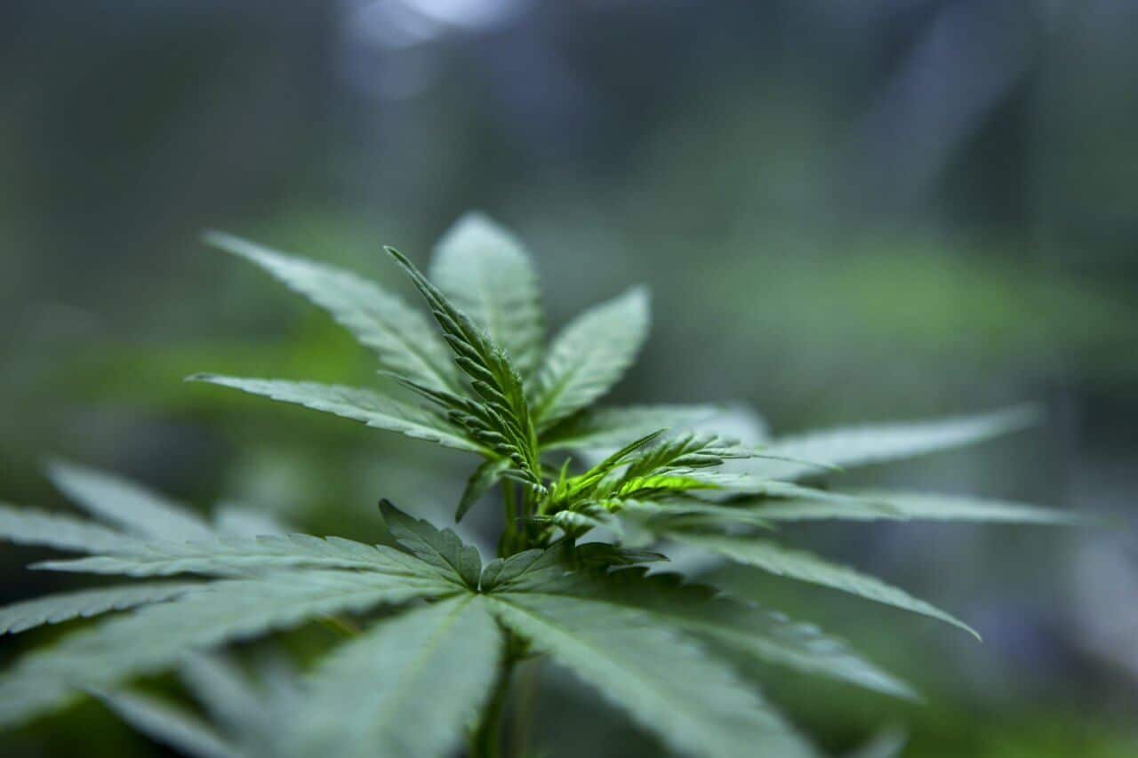 Cannabis leaves, cannabis on a dark background, Mature Cannabis