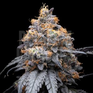 Lilac Diesel plant is shown with densely packed trichomes. Get ready for your next cannabis crop with Lilac Diesel strain cannabis seeds online from Premium Cultivars.