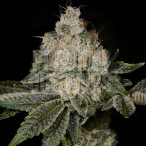 Mike Larry strain plant is shown. The cola is densely packed with trichomes. Mike Larry strain cannabis seeds are available online from Premium Cultivars.