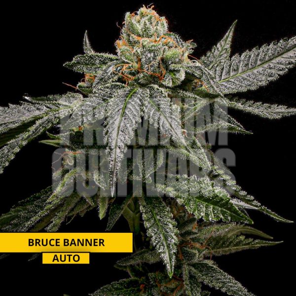 bruce banner Plant