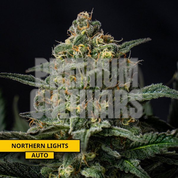 northern lights Cannabis