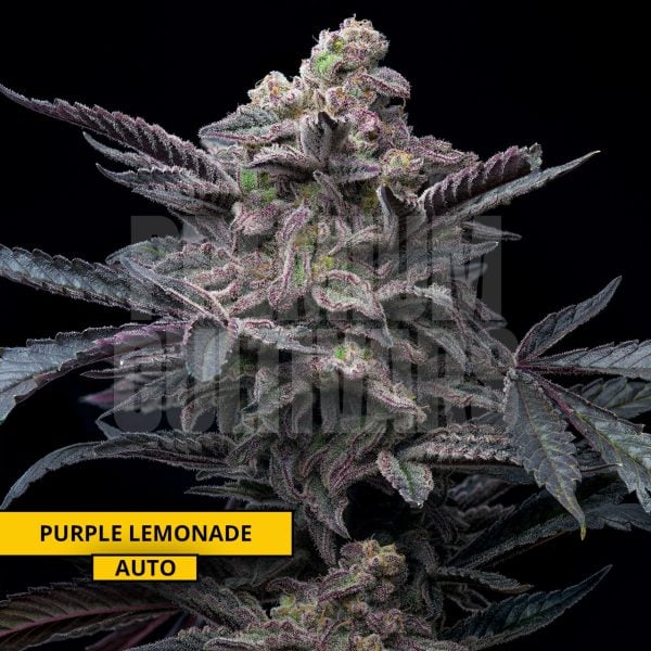 purple lemonade Cannabis