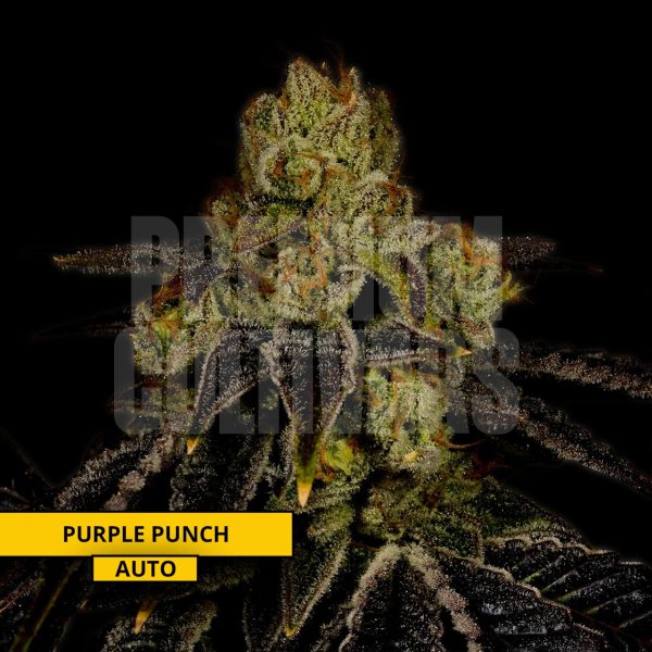 purple punch Plant