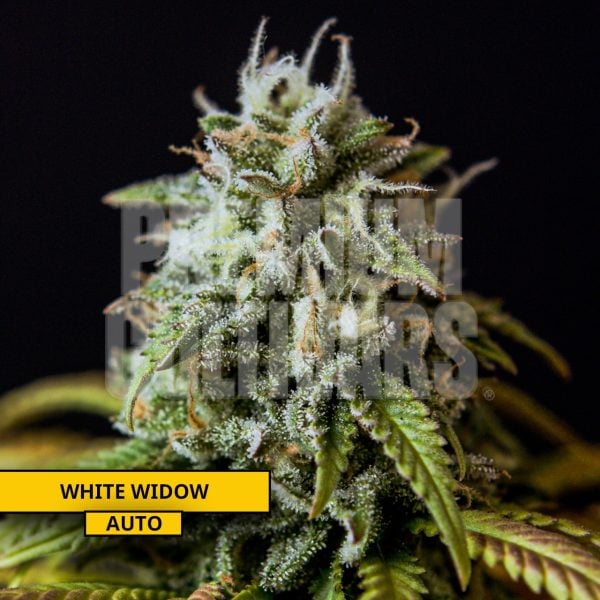white widow Plant