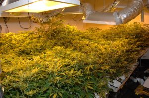 Growing weed with LEC Lights