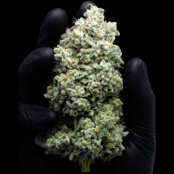 Jealousy THCa flower in the hand of an individual wearing a glove. Purchase Jealousy THCa flower online from Premium Cultivars.
