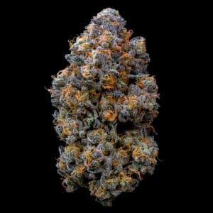 A large bud of Jet Fuel Gelato THCa flower is shown. The purple bud is densely packed with trichomes and vibrant orange pistils. Purchase Jet Fuel Gelato THCa flower online from Premium Cultivars.