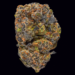 Gushers THCa flower is shown. The bud appears densely packed with hues of purple. Shop Gushers THCa flower online from Premium Cultivars.
