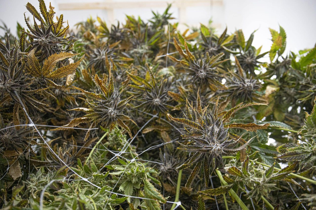Understanding Cannabis Plants
