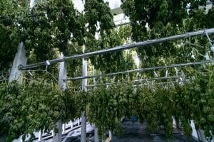 Drying and curing weed