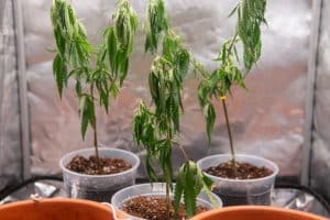 Cannabis Plant Diseases and Pests