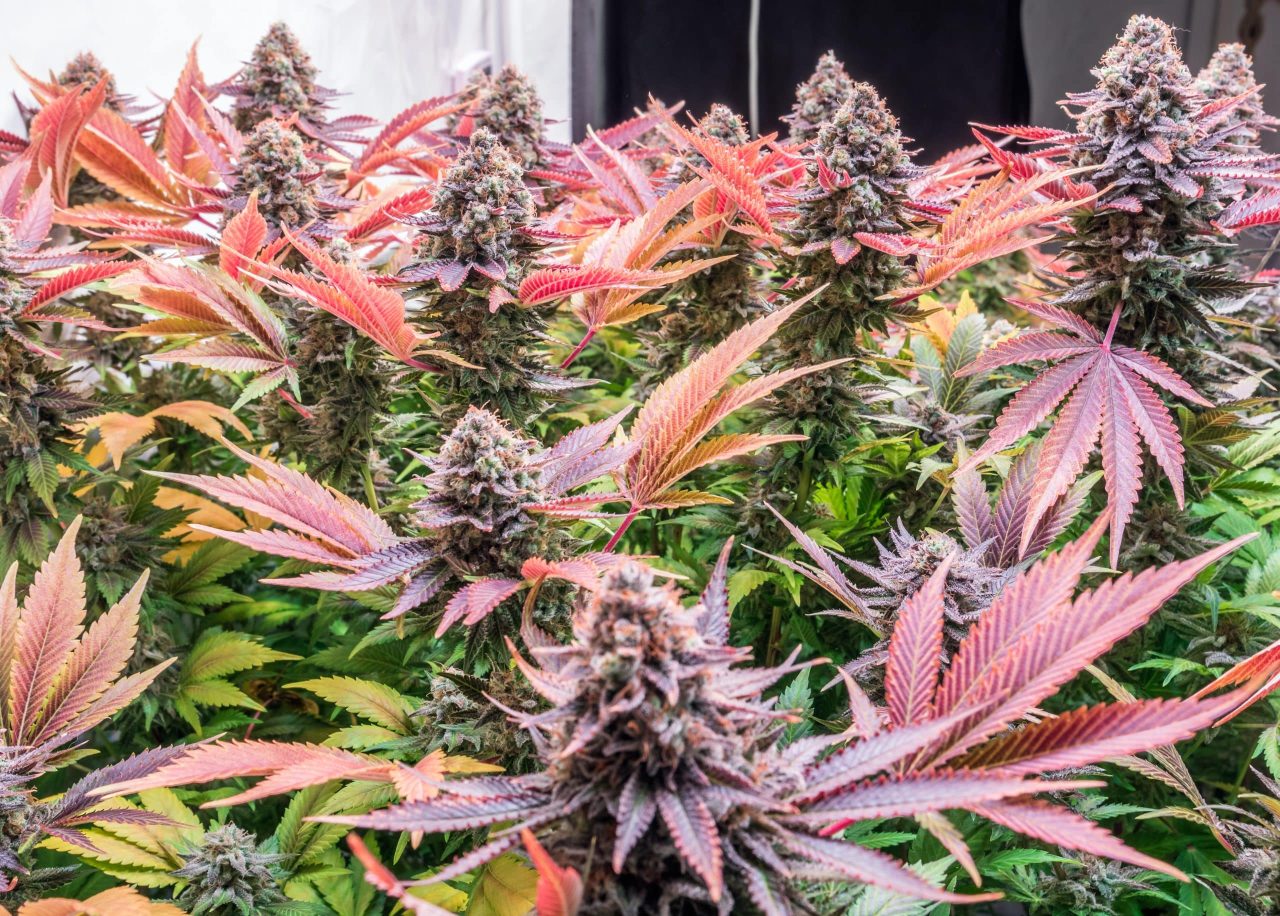 Maximizing Bud Development in the flowering stage