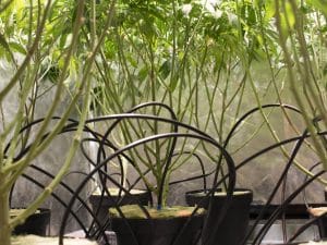 cannabis automatic watering system