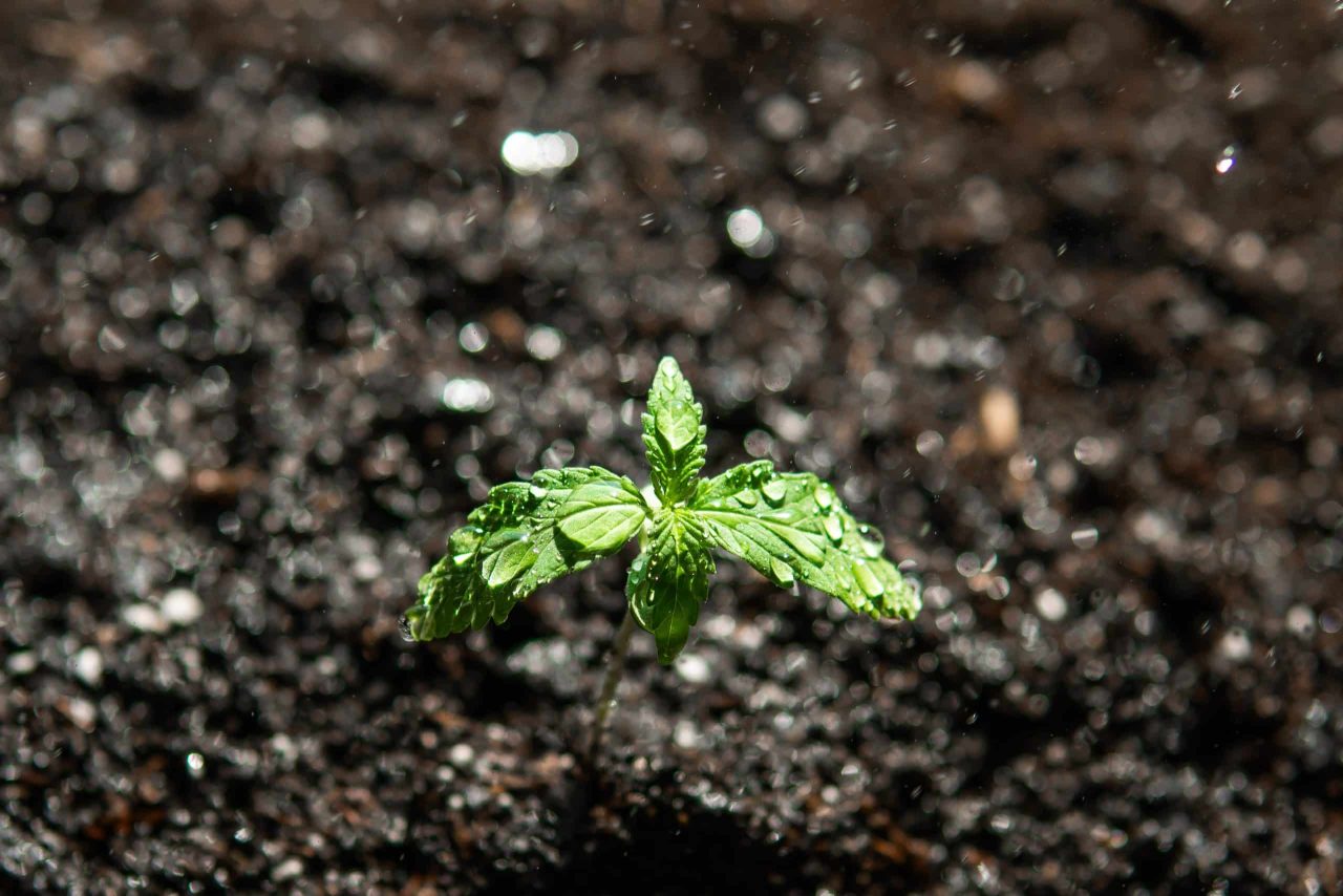 watering cannabis seedlings